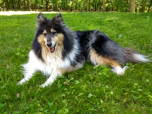 Senior Collie in grass
