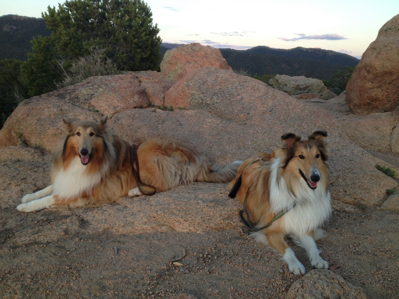 Collies on the rocks