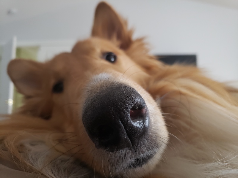 Collie close up